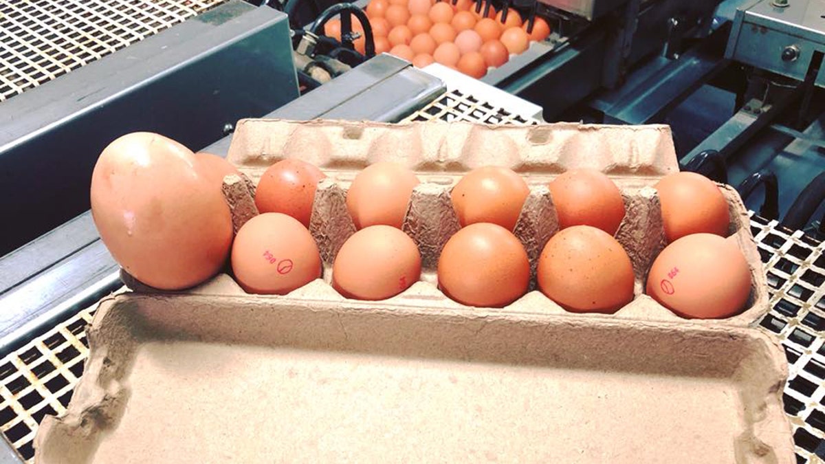 Farmer finds remarkable 'egg-within-an-egg' | Fox News