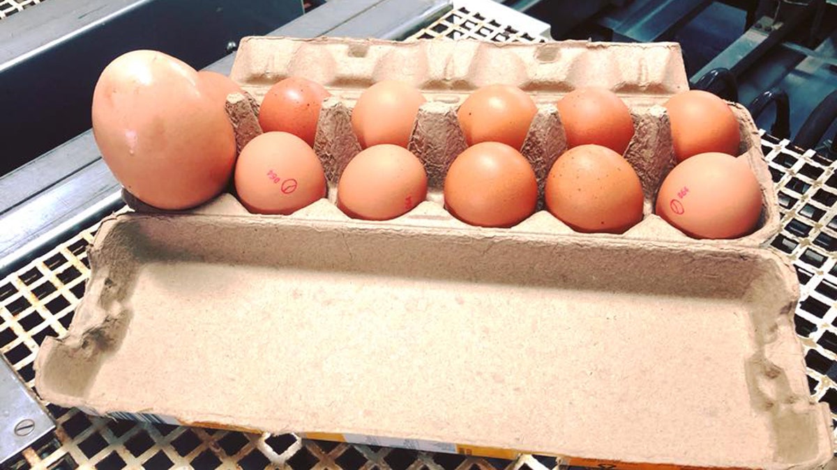 giant egg 1
