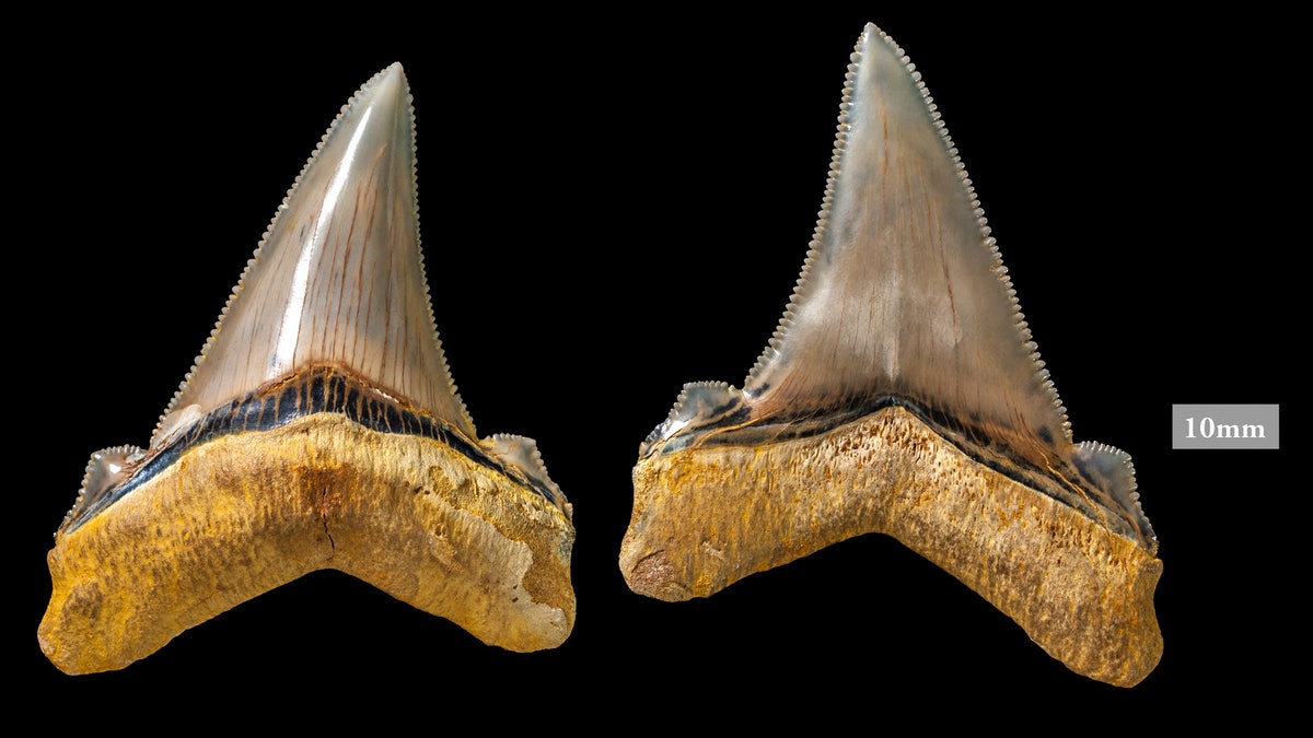 giant shark teeth