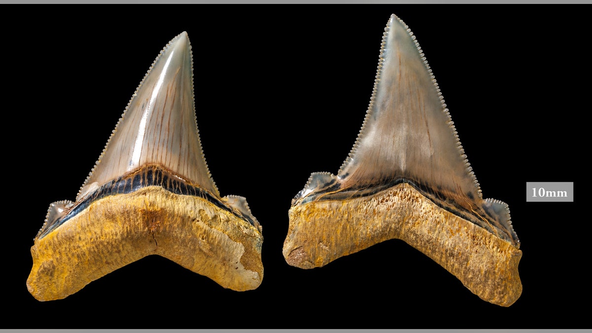 giant shark teeth