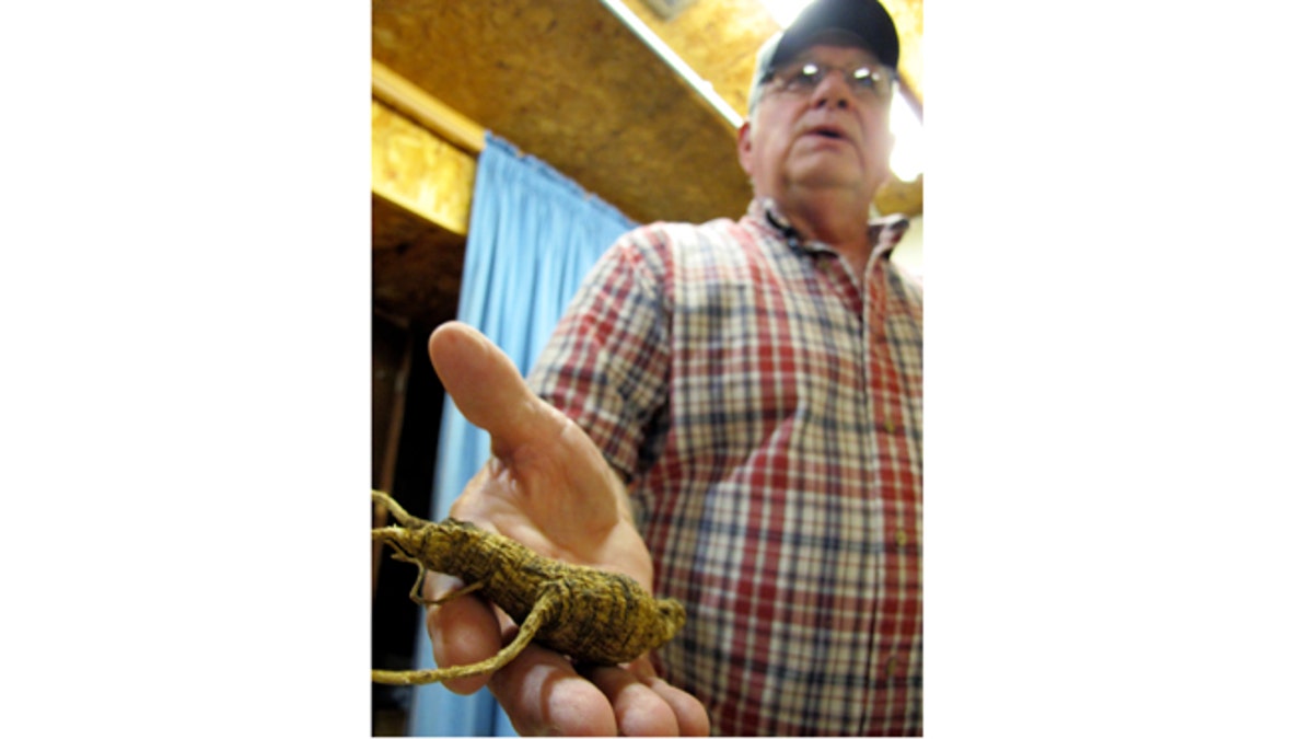 Food and Farm Ginseng Poachers