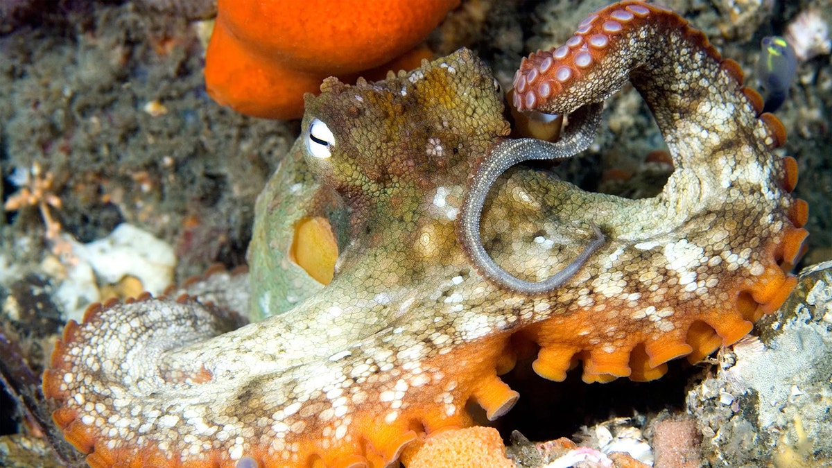 gloomy octopus