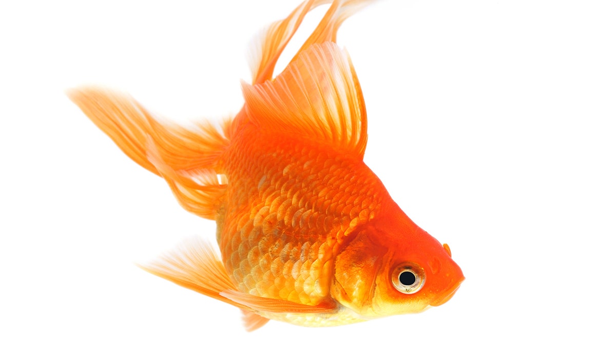 be013f55-Goldfish istock