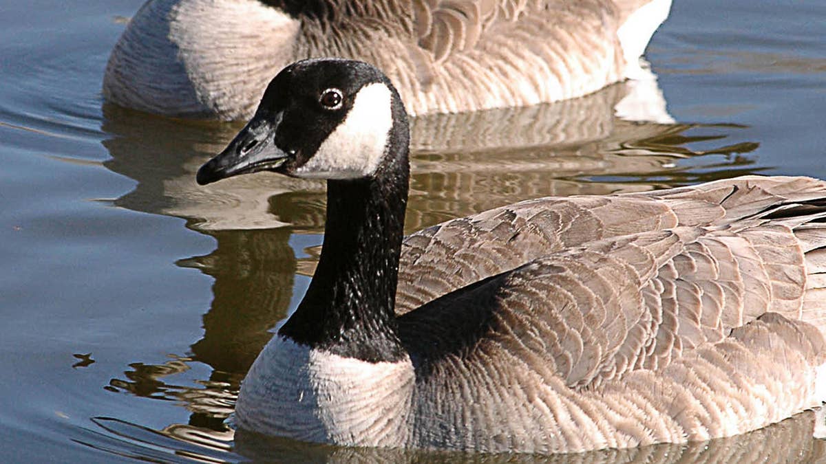 Two Canada geese soak up the sun on Capitol Lake Thursday, Feb. 3, 2005 near the State Capitol in Pierre, S.D. Warm temperatures throughout the area had people and animals alike basking in the sun and enjoying the warm winter day. (AP Photo/Doug Dreyer)STAND ALONE