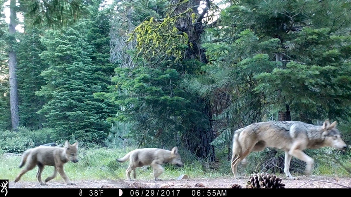 Gray Wolves California AP