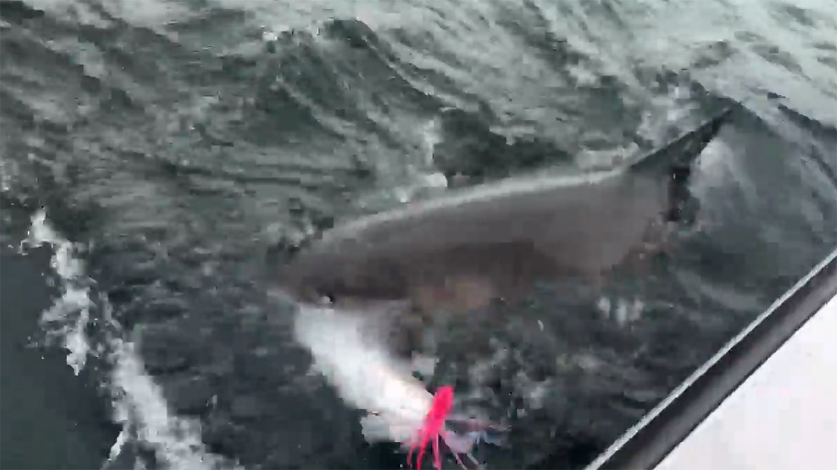 ba88bea5-great white striper capecodsportsmen.com