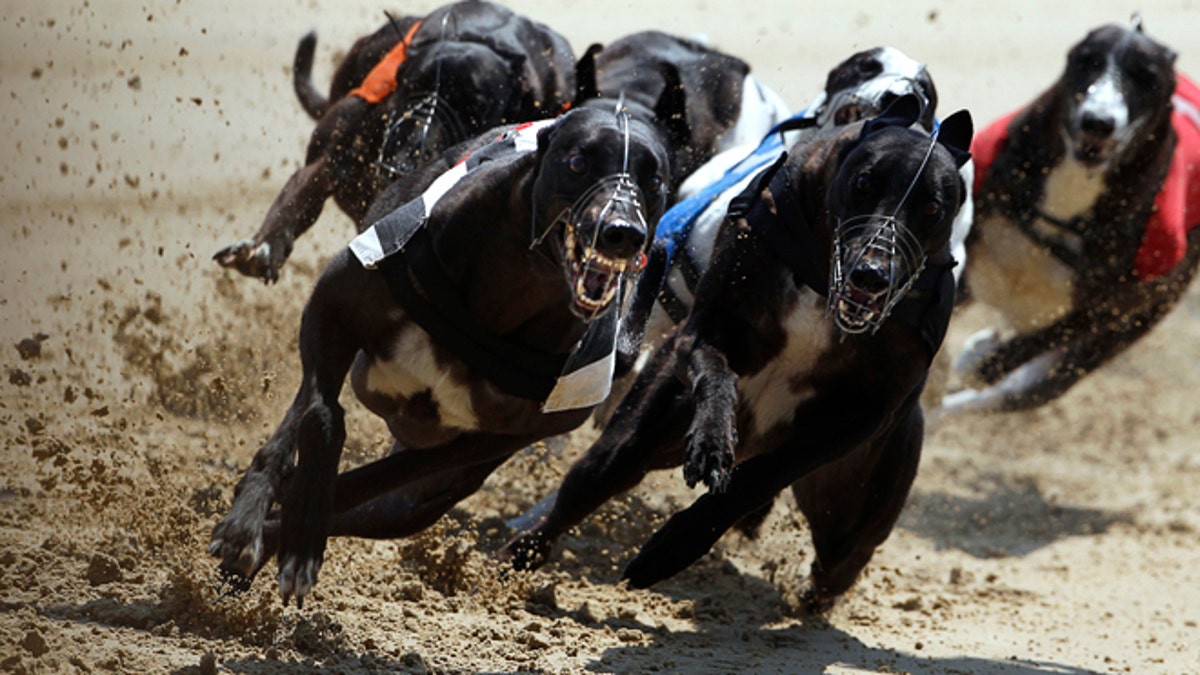 BRITAIN-GREYHOUNDS