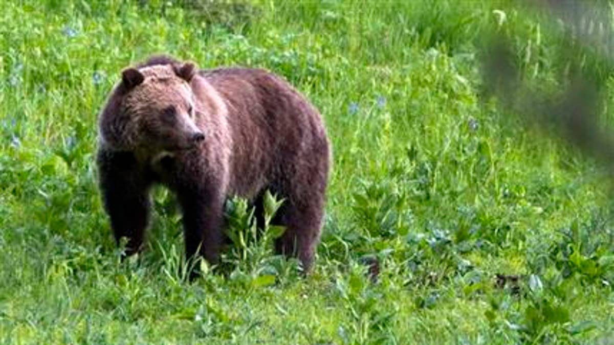 Grizzly Bear Deaths