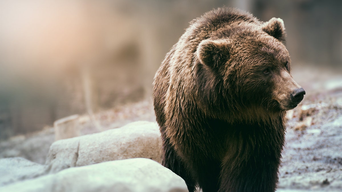 grizzly wyoming istock