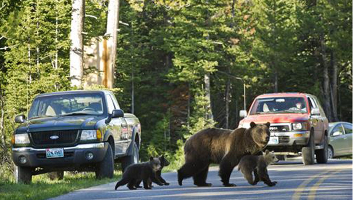 Grizzly bear with cubs