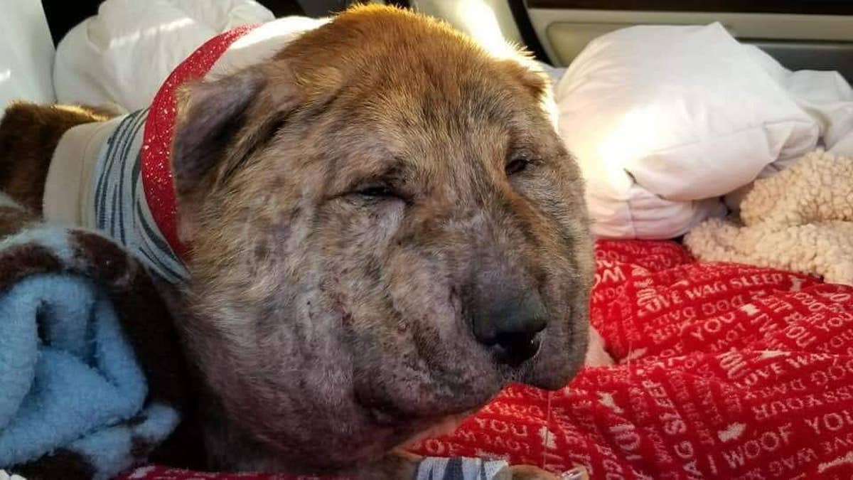 Texas dog found with shoelace embedded in neck, severely swollen head, saved by animal rescue | Fox News Texas dog found with shoelace embedded in neck, severely swollen head, saved by animal rescue | Fox News