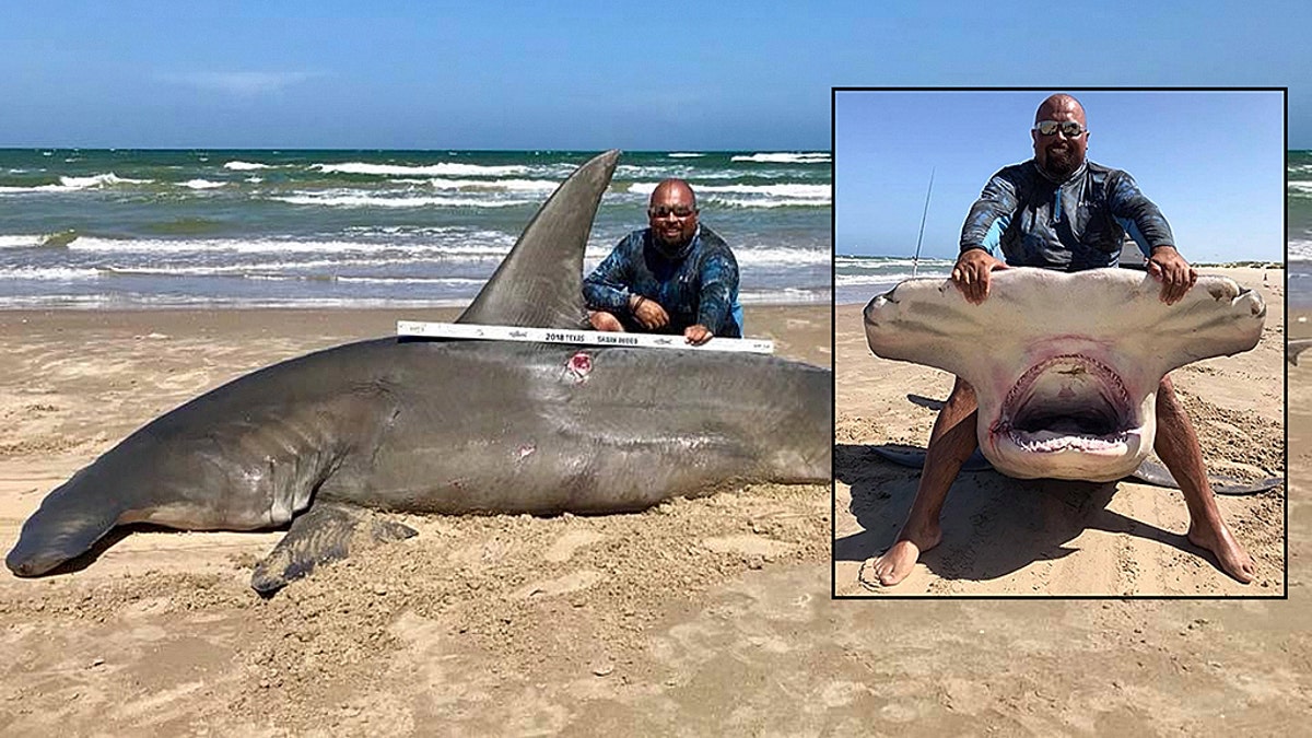 Texas fisherman reels in 14-foot hammerhead shark, calls it 'catch