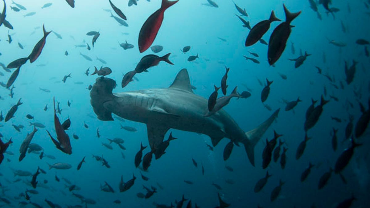 Aug. 19, 2013: A hammerhead shark swims close to Wolf Island at Galapagos Marine Reserve.