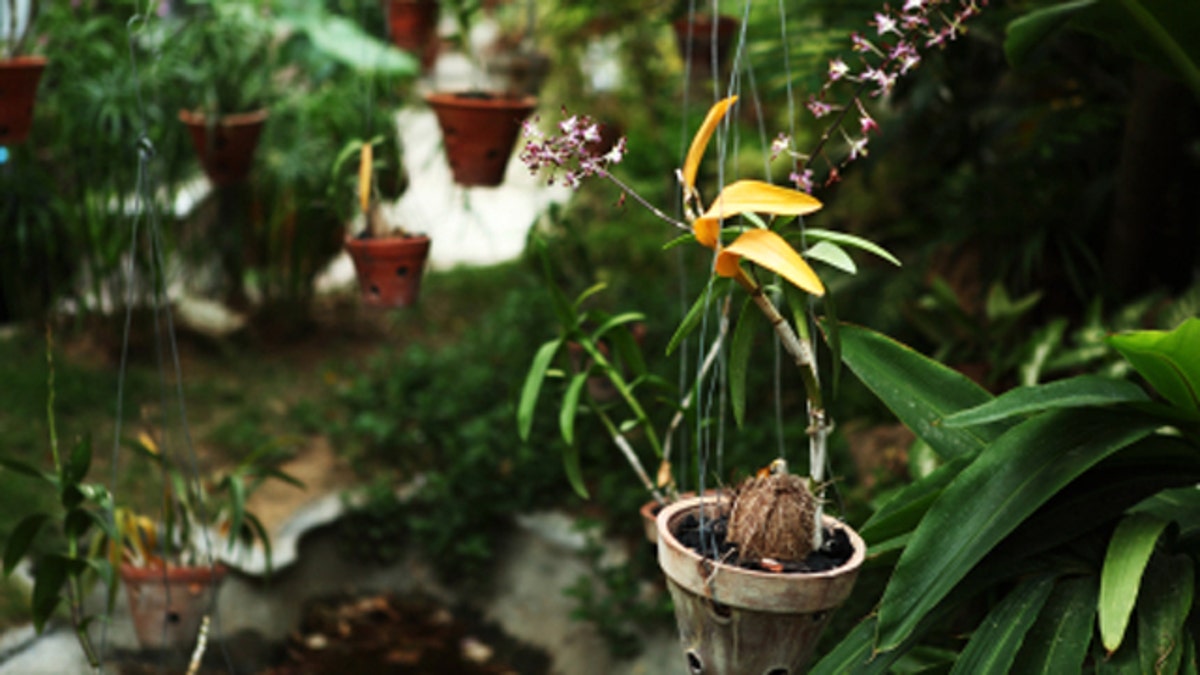 Hanging Orchid Plants in Garden of Bungalow