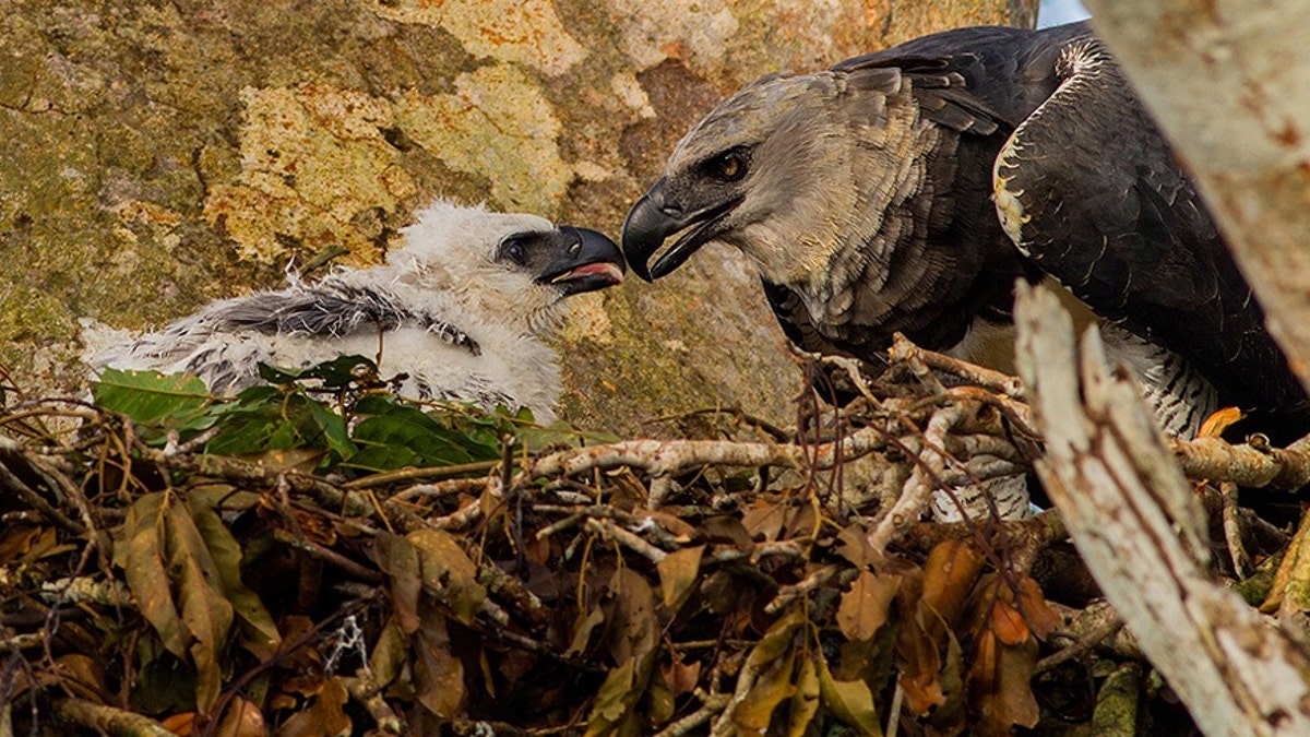 American Museum of Natural History on X: The Harpy Eagle inhabits forests  in Central & South America where it hunts monkeys, sloths—& sometimes even  small deer. It's considered one of the largest