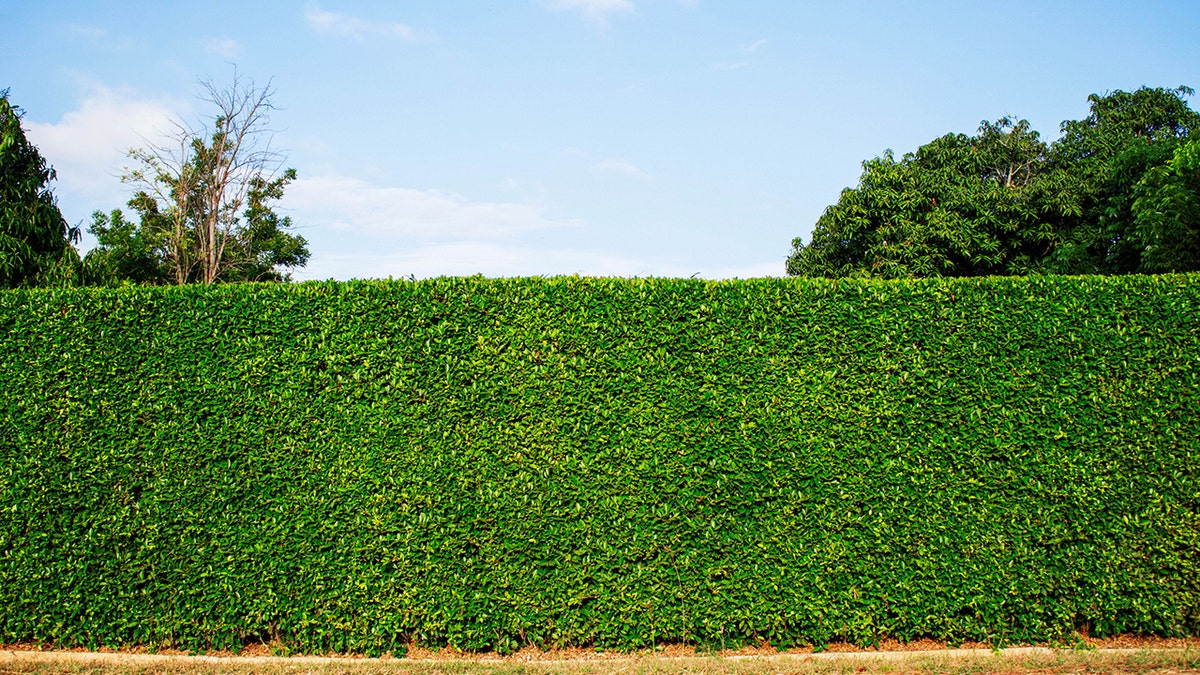 hedges istock