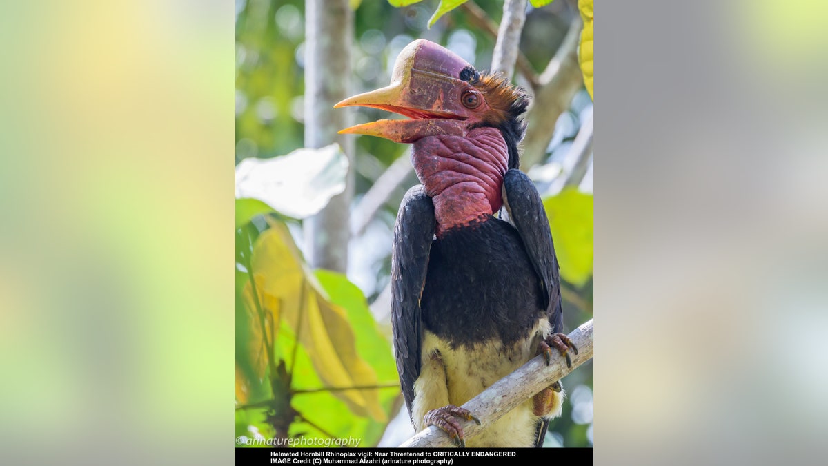 Endangered Birds