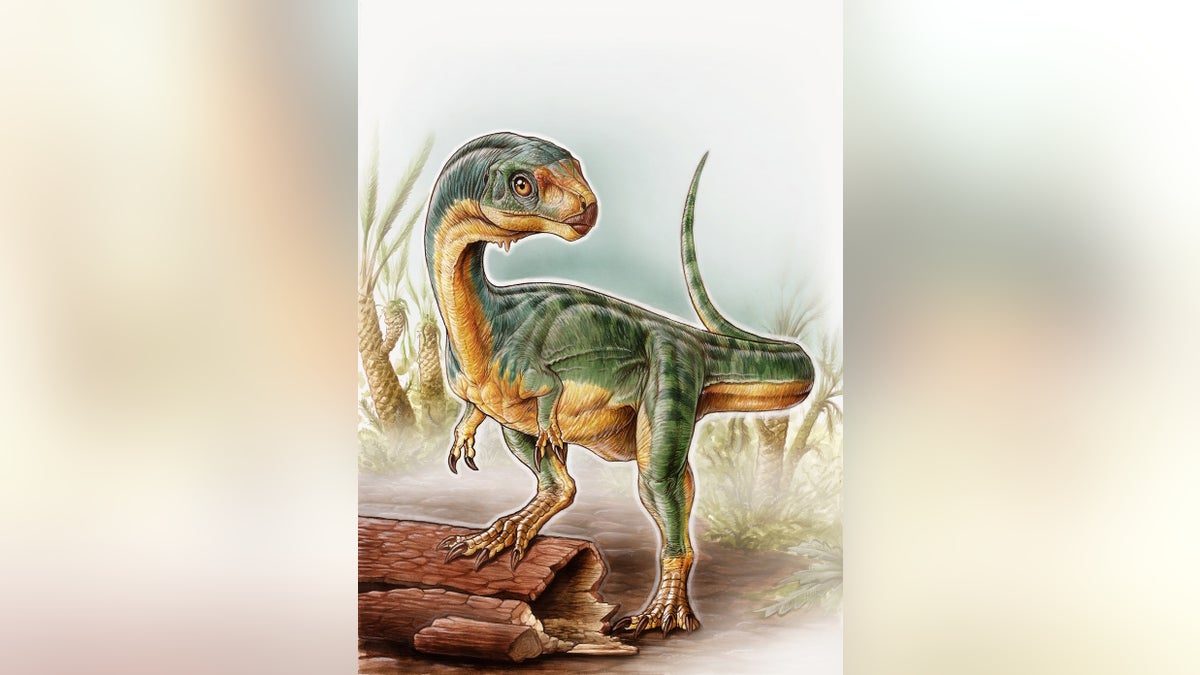 herbivora