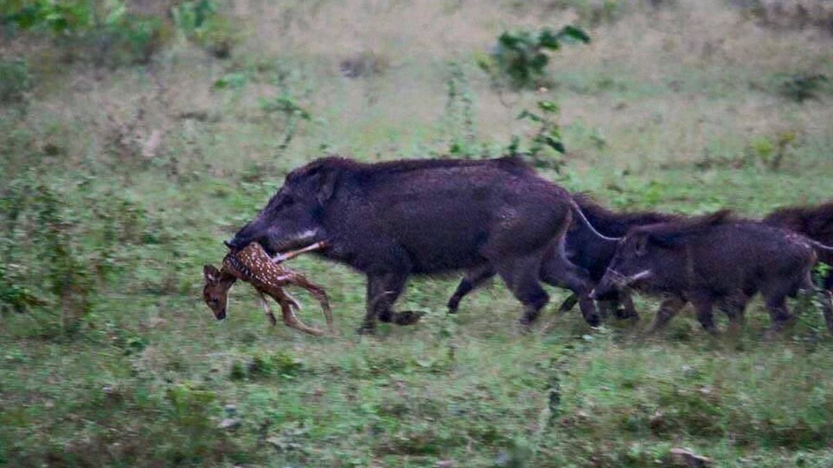 Hogs eating deer