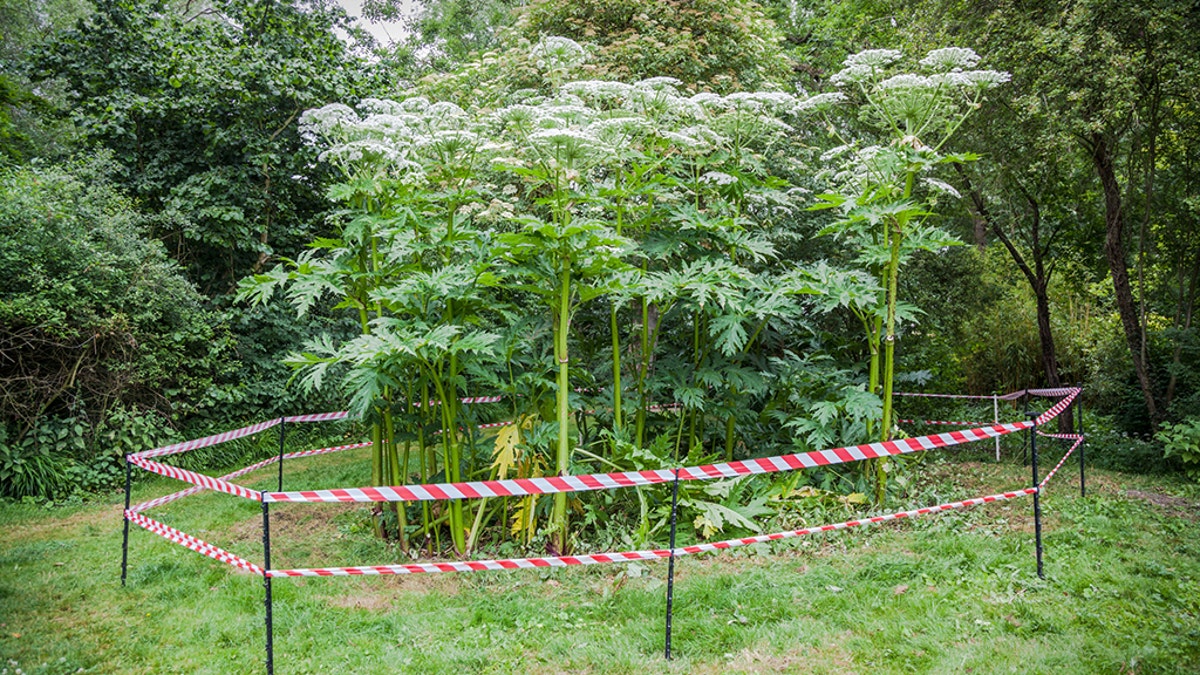 hogweed iStock