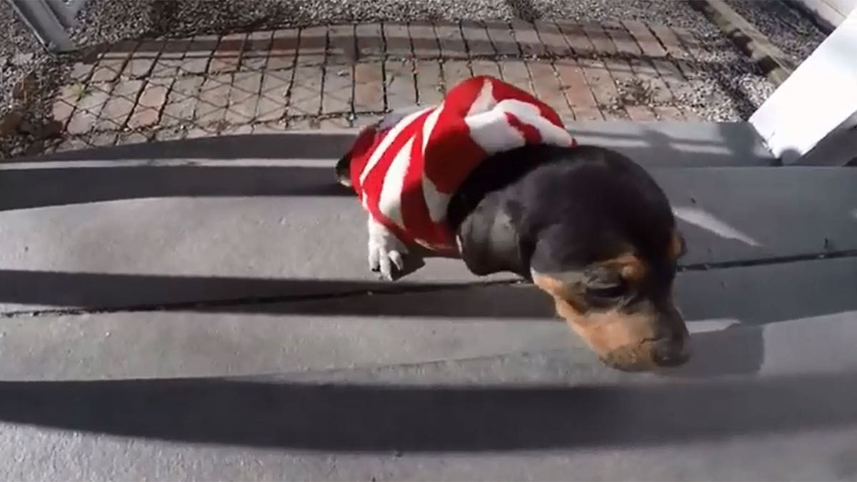 3legged puppy recorded running stairs to 'Rocky' theme song is adopted