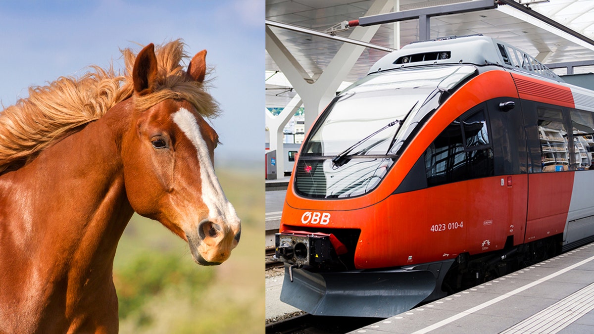 horse and train istock