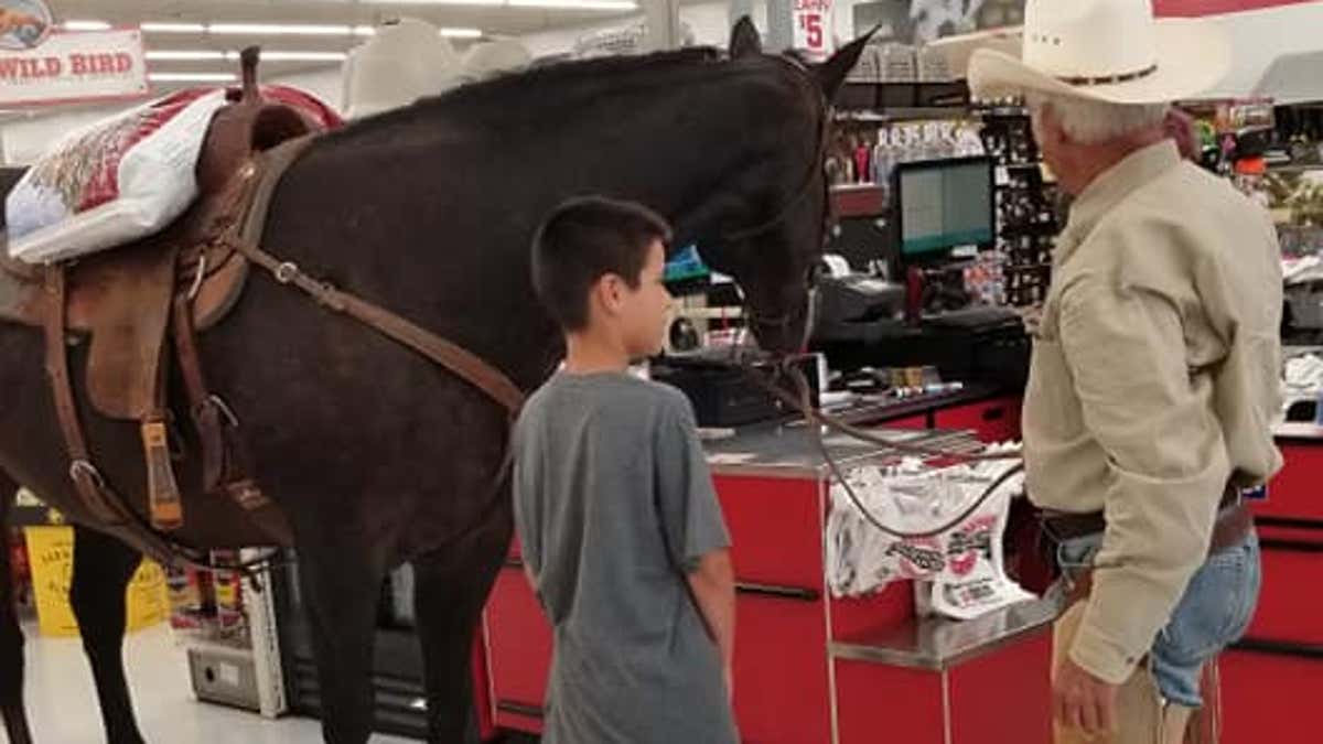 Horse feed supply sales store near me