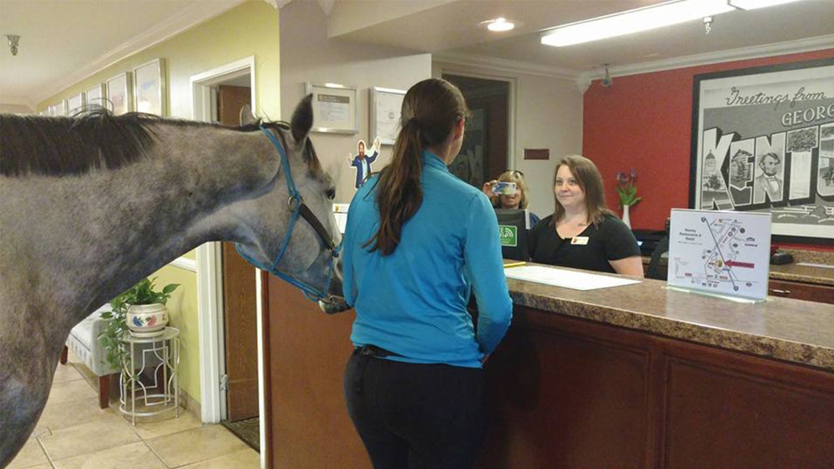 horse at hotel