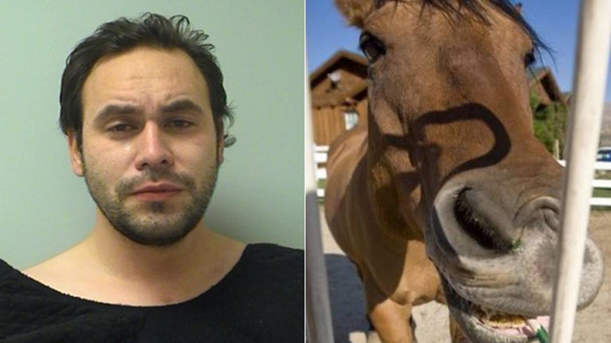 Wisconsin police investigate sexual assault of pregnant horse | Fox News