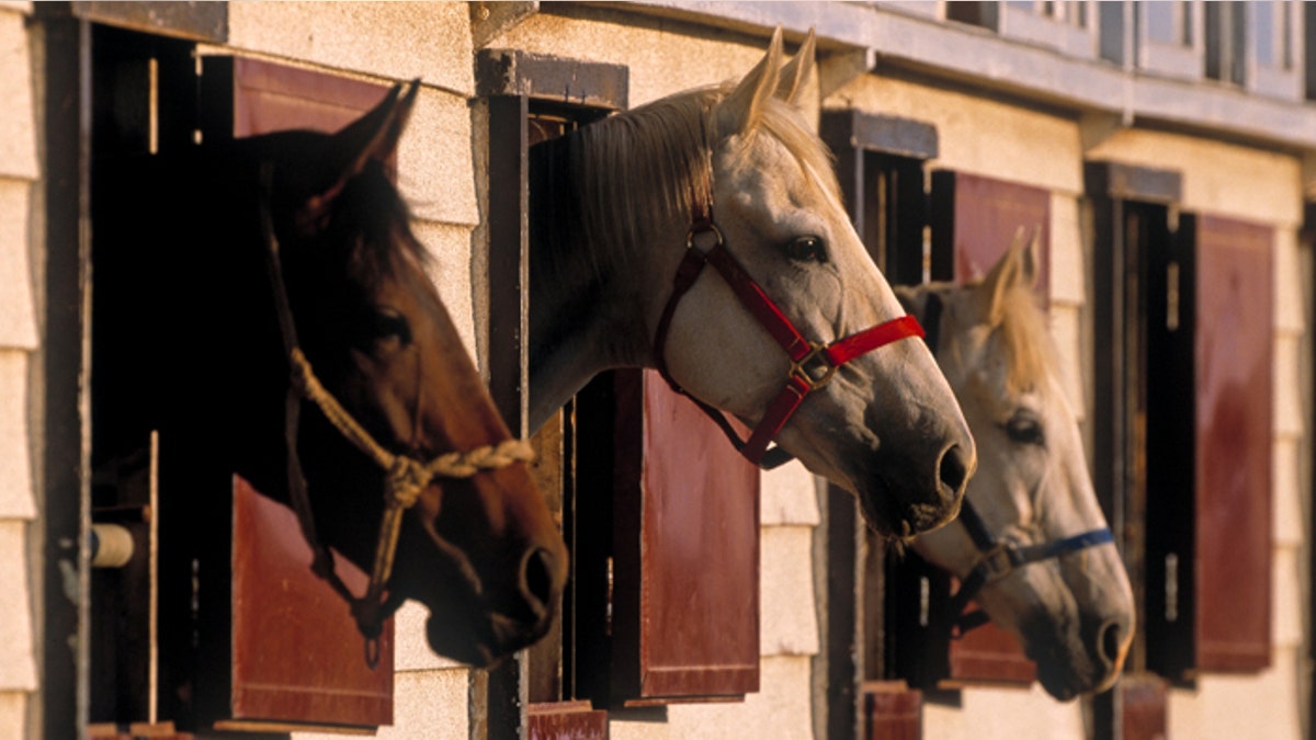 Horse in stable 