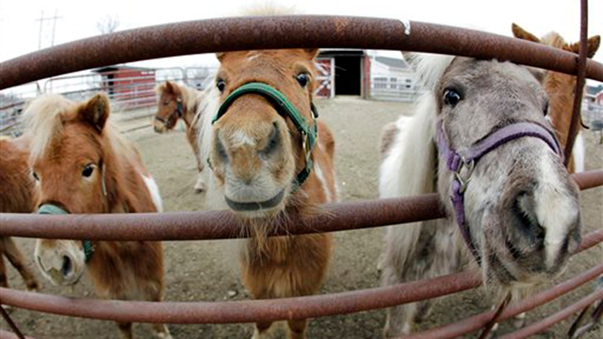 Miniature Horses