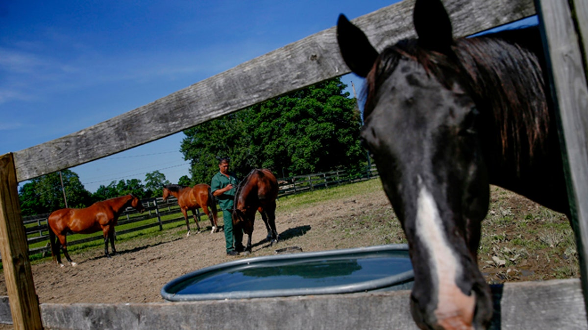 USA-PRISON/HORSES