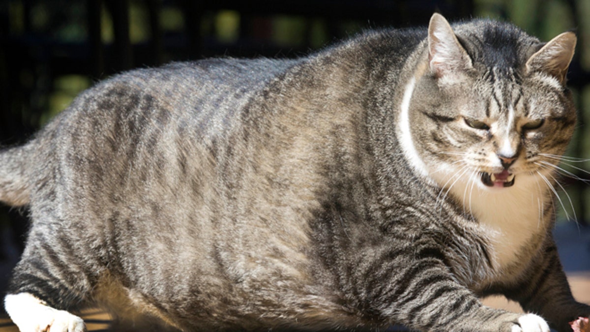 Fat store house cat