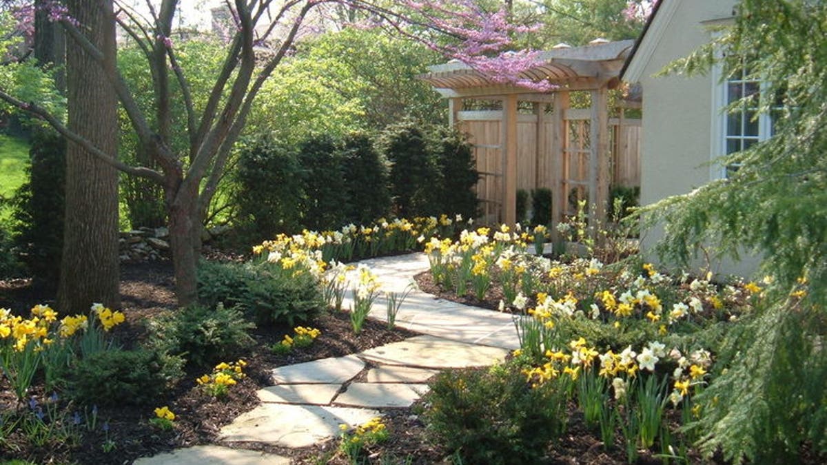 Yard and Garden: Caring for Daffodils