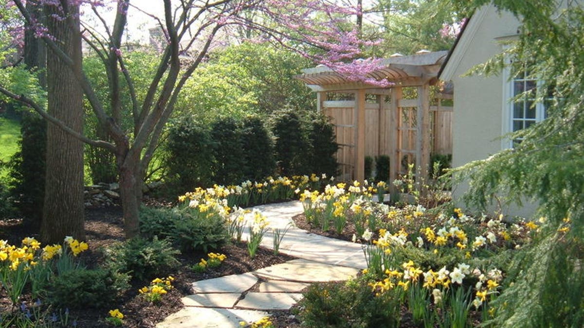 Houzz_Daffodils2