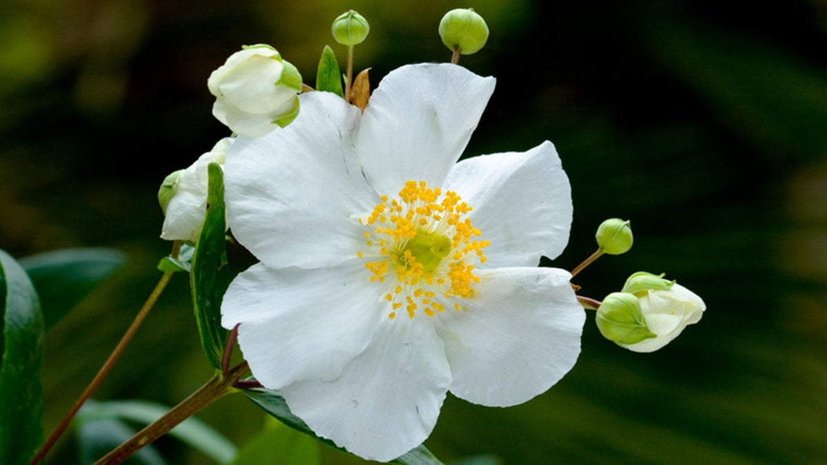 Houzz_WhiteFlowers2