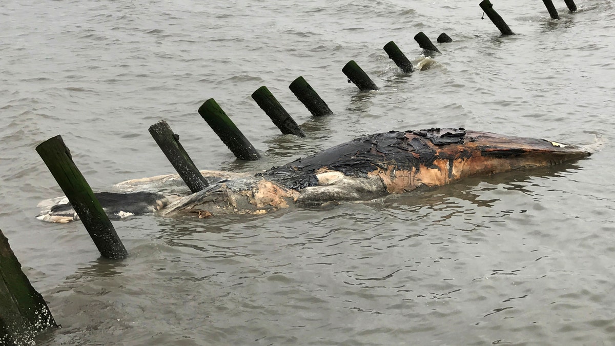 humpback whale dead