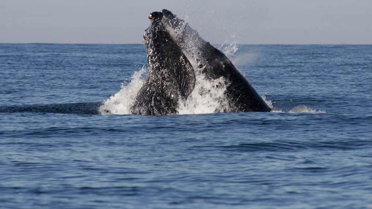 c3fbb539-Mexico Whales
