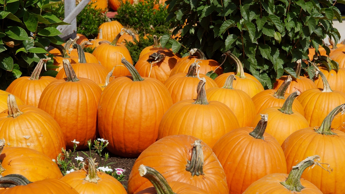Pumpkins are for gratitude: One family’s secret for using the fall season for giving thanks