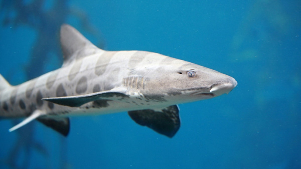 Menacing Leopard Shark