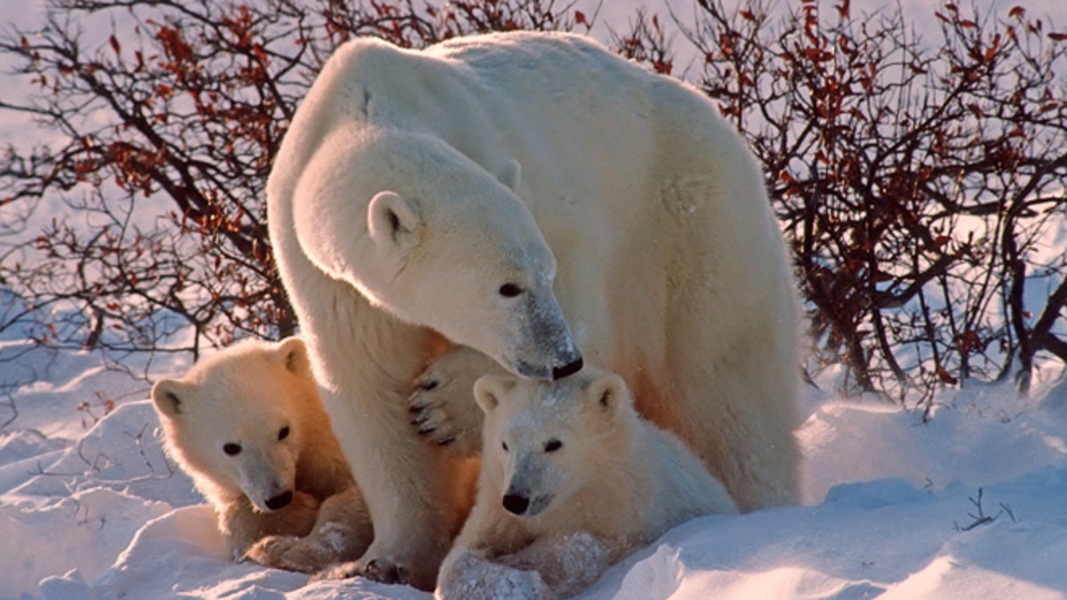 Polar bears