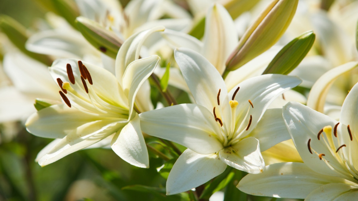 White lilies in a garden