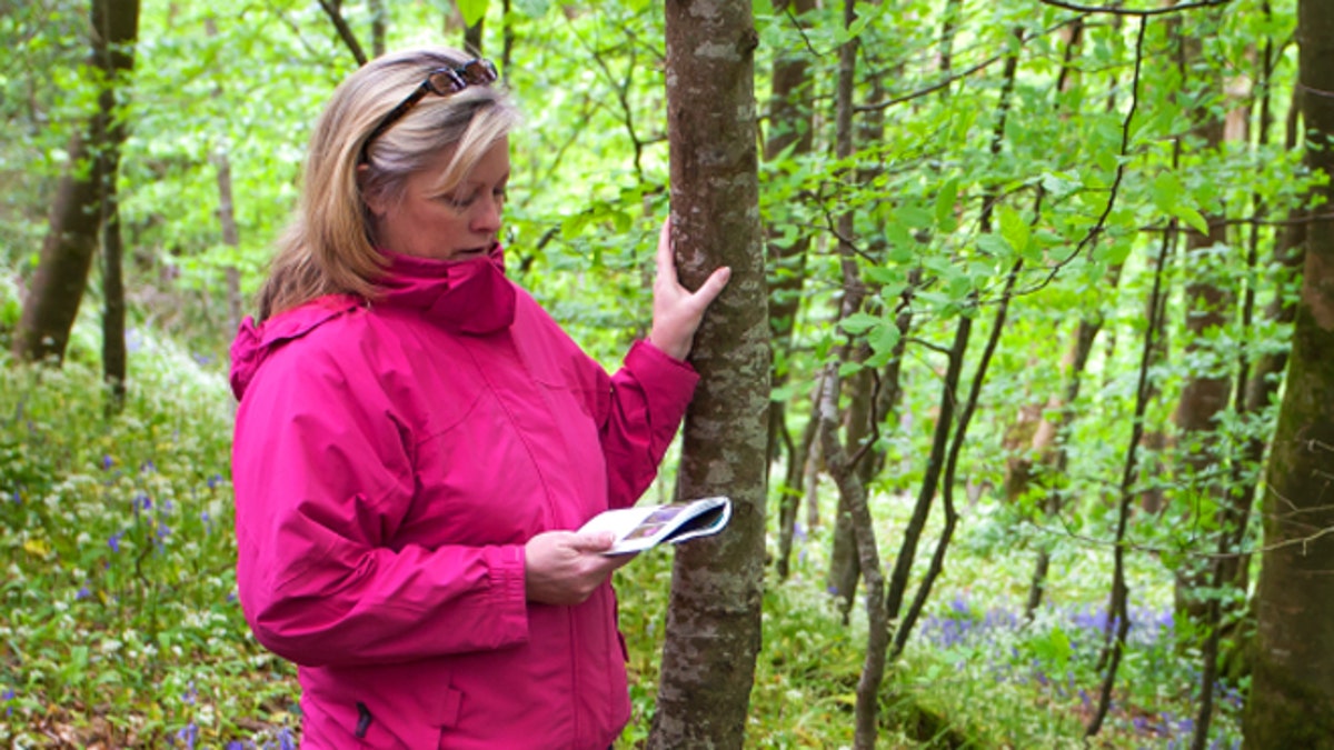 Attractive Woman Reading Field Guide in Quiet Woods or Park.