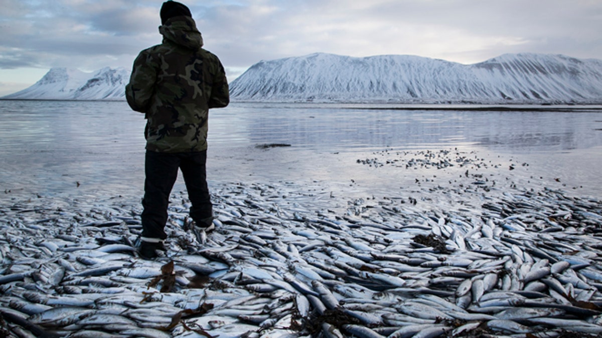 APTOPIX Iceland Fish Deaths