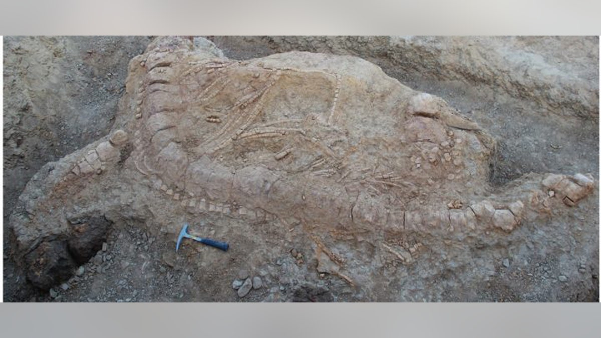 ichthyosaur fossil