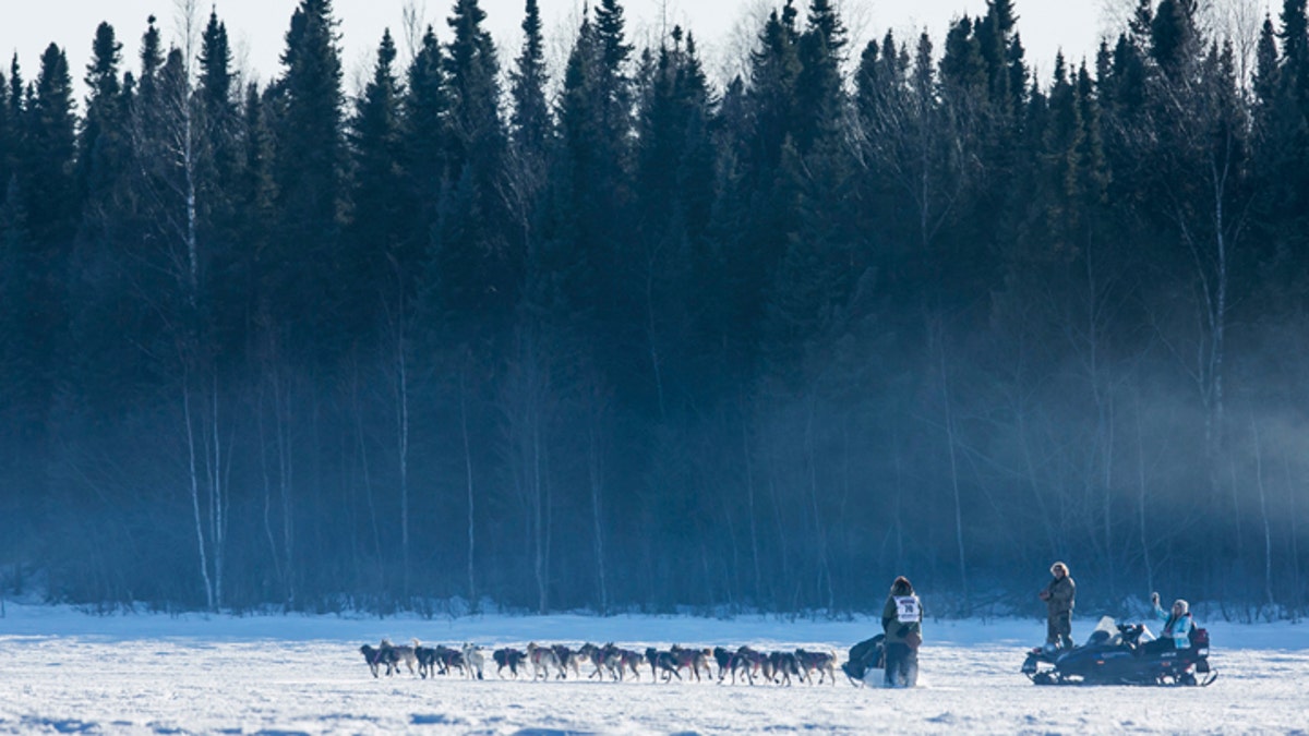 Iditarod Drug Testing 1