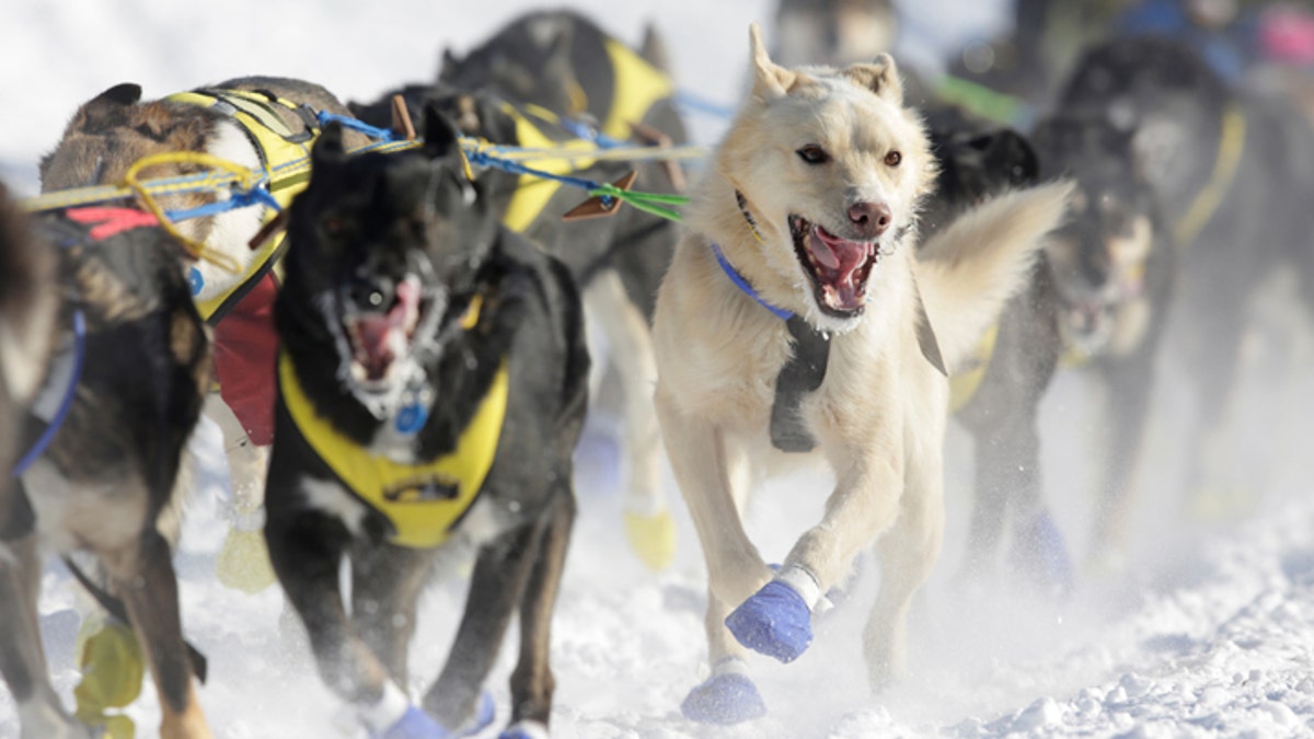 Iditarod Drug Testing 3