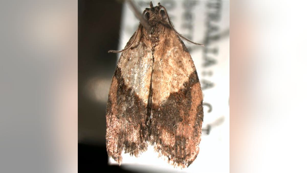 Moth infestation happening in Maine