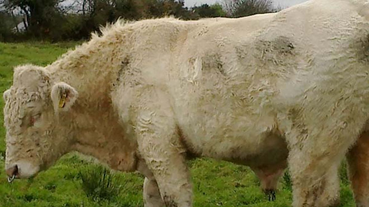 Ireland Gay Bull