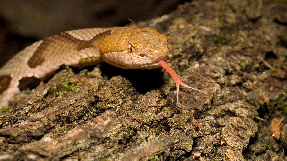 Copperhead snake istock